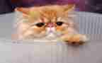 猫的旅行记作文500字8篇