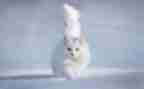 有趣的猫作文模板6篇