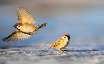 麻雀的作文600字7篇