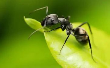 蚂蚁的脚教案优秀5篇