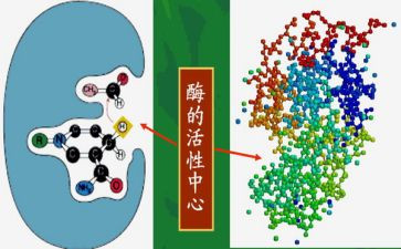 酶的作用教案7篇