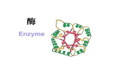 酶工程心得体会优秀6篇