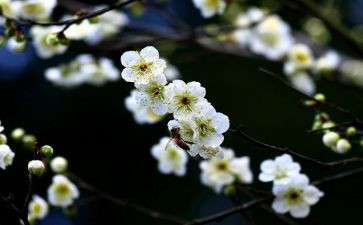 ?摘杨梅优秀作文5篇