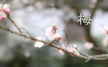 青梅的作文6篇