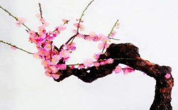 赏梅的作文300字8篇