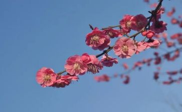 冬天的腊梅作文7篇