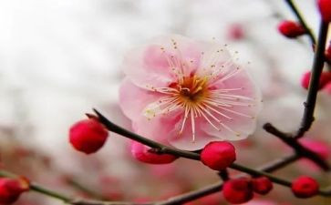 《梅花》教案优质7篇