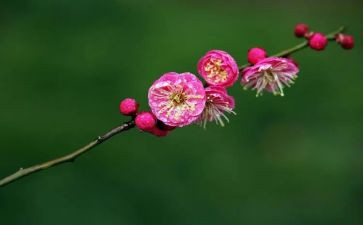 梅花诗的作文5篇