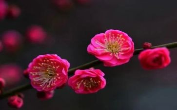 借梅花喻人作文7篇