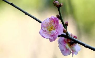 梅花诗读后感7篇