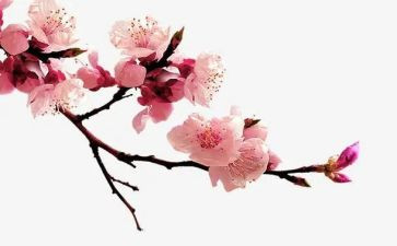 梅花诗的作文通用6篇