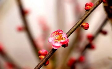 小学语文梅花魂教案7篇