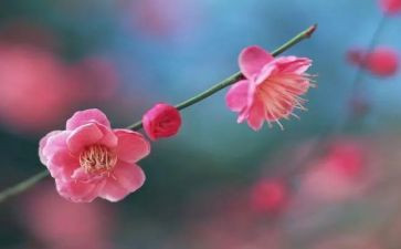借梅花喻人作文优质6篇