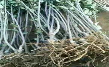 苗木采购种植合同5篇