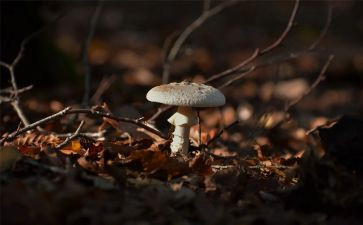 种蘑菇小作文优秀8篇