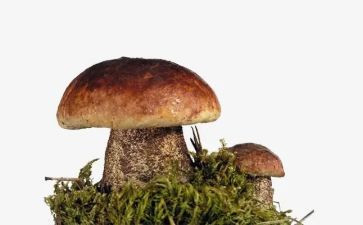 看蘑菇的作文参考5篇