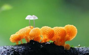 插蘑菇钉教案最新6篇