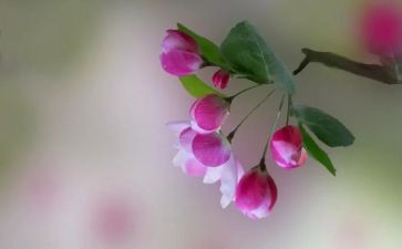 花样年华的作文模板6篇