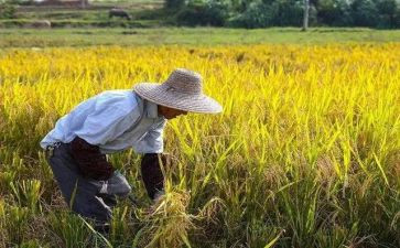 农民调查报告通用5篇