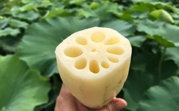 莲与藕教案7篇