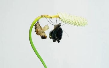 破茧成蝶,作文优质6篇