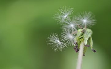 观于蒲公英的作文5篇