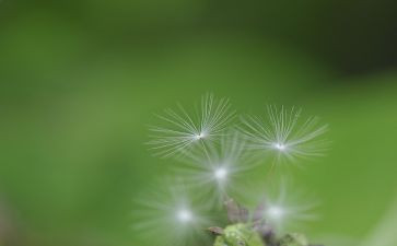 观于蒲公英的作文优秀8篇