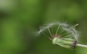 蒲公英中班语言教案6篇