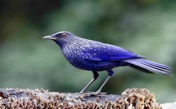 读了青鸟的读后感优质8篇