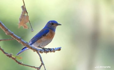 读了青鸟的读后感参考5篇