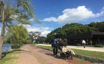 萝丝母鸡去散步教案7篇