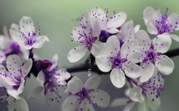 三月雷锋活动方案7篇