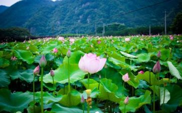 生活坊教案8篇