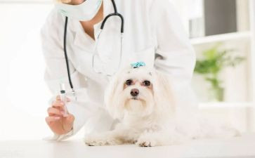 助理兽医师述职报告6篇