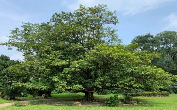 写植树的作文600字最新5篇