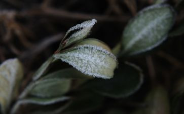 霜的工作的读后感7篇