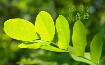 幼儿园四月活动方案7篇