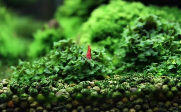 苔的作文800字高中最新7篇