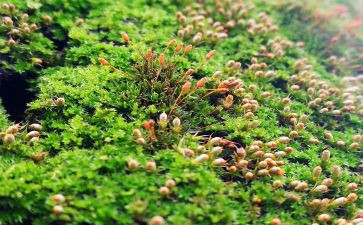 苔古诗教案7篇