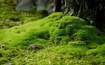 苔的作文800字高中精选8篇