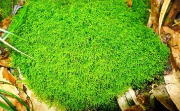 苔的作文优秀6篇