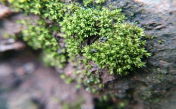 有关苔的作文最新7篇