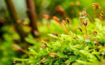 《苔》的读后感5篇
