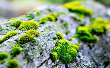 有关苔的作文通用7篇