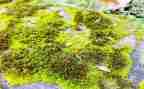 苔的作文800字优质6篇