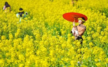清明节踏青作文优质5篇