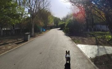 风的脚步作文精选5篇