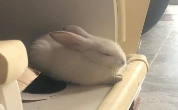 小兔子长作文优质8篇
