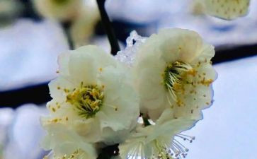竹托物言志作文模板5篇