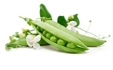 小豌豆教案5篇